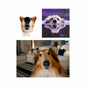 Calm Trumpet Smooth Jazz - Background for Sweet Pups - Songs for Dogs to Sleep To