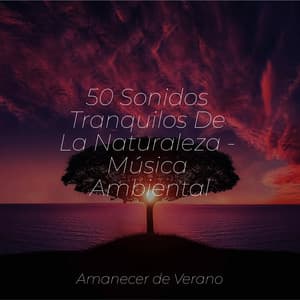 50 Sonidos Tranquilos De La Naturaleza - Música Ambiental - Sonido de lluvia
