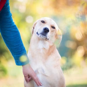 Brilliant Ambiance for Doggo in Winter - Doggy Music Radio