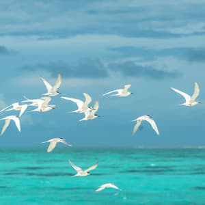 Oceanic Comfort for Pets: Nature's Serenade - Waves Hard