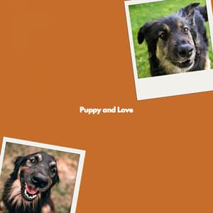 Puppy and Love - Morning Bossanova Playlist