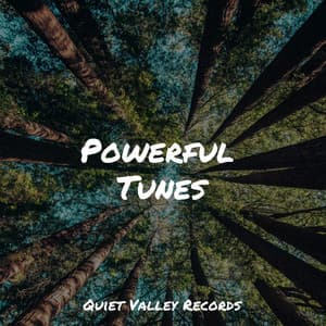 Powerful Tunes - Especialistas de Musica para Dormir