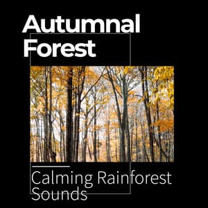 Autumnal Forest - Calming Rainforest Sounds