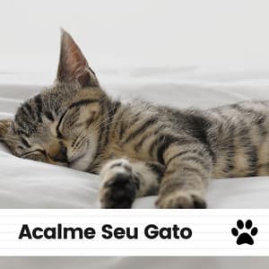 Acalme Seu Gato - Musica para Gatos