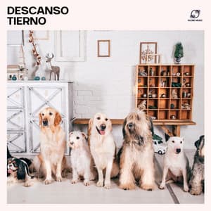 Descanso Tierno: Música para Dormir Perros - Cachorros Bebes Orchestra