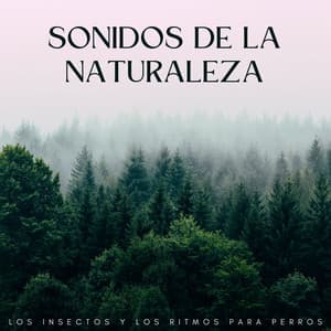 Sonidos De La Naturaleza: Los Insectos Y Los Ritmos Para Perros - DNA de naturaleza