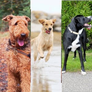 Music for Doggies Resting - Relaxing Dog Music Playlists