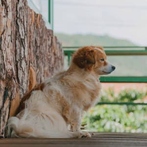 Music for Doggy Hope - Jazz Quintet - Calming Jazz For Dogs