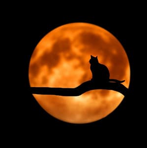 Enigmatic Dreamscape Chronicles - Arctic Comfort