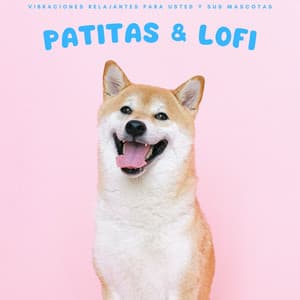 Patitas & Lofi: Vibraciones Relajantes Para Usted Y Sus Mascotas - El Rey Lofi