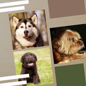 Music for Doggy Dreams - Hot Trumpet, Soprano Sax, Tenor Sax and Guitar - Dogs at Home