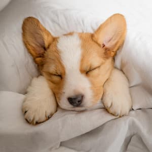 Calma Canina: Música Tranquila Para Perros - Feliz domingo por la mañana música