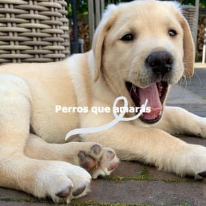 Perros que amarás - Lounge Smooth Jazz Deluxe