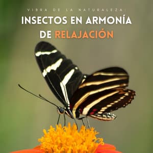 Vibra De La Naturaleza: Insectos En Armonía De Relajación - Grillos del bosque