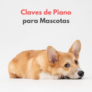 Claves De Piano Para Mascotas - Tortuga de piano soñolienta