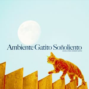 Ambiente Gatito Soñoliento - Música para dormir Gatos