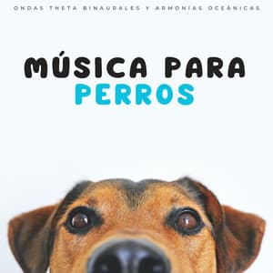 Música Para Perros: Ondas Theta Binaurales Y Armonías Oceánicas - Grabaciones binaurales ritmos