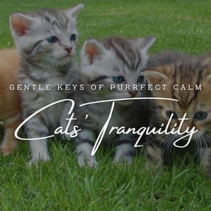 Feline Melodies: Meditative Piano for Cats' Tranquility - Sleepy Piano Turtle