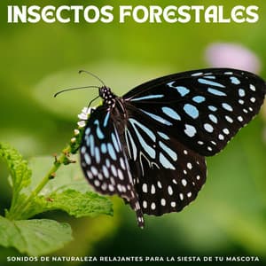 Insectos Forestales: Sonidos De Naturaleza Relajantes Para La Siesta De Tu Mascota - Hermosos sonidos de la naturaleza