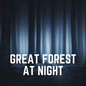 Great Forest At Night - Swedish Forest Birds