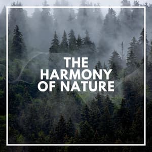 The Harmony of Nature - Rainforest Ambience