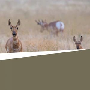 Jazz with Strings - Music for Rejuvenating Seasons - Cafe Chillout Classics