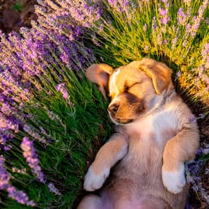 Calma Canina: Melodías Relajantes Para Perros - Pelicano