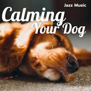 Calming Your Dog with Jazz Music - Dogs Jazz