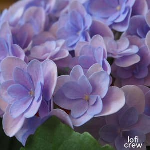 Lofi For Concentration - Study Calm Sounds