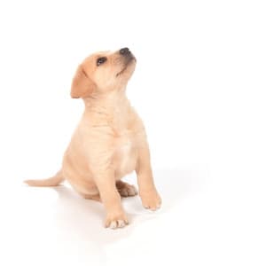 Wagging Soul Jazz: Piano for Doggy Delight - Piano Jazz Paris