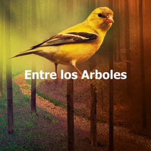 Entre los Arboles - Sonidos De La Selva