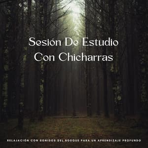 Sesión De Estudio Con Chicharras: Relajación Con Sonidos Del Bosque Para Un Aprendizaje Profundo - Bosque ambiental