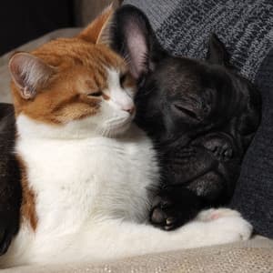 Rain and Cozy Naps: Calming Ambient Music for Pet Comfort - Hi-Def FX