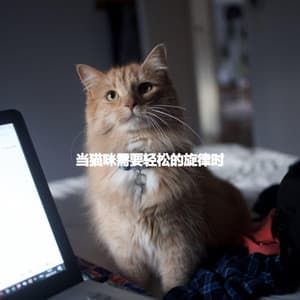 当猫咪需要轻松的旋律时 - Smooth Jazz New York Collective