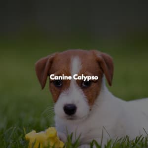 Canine Calypso - Jazz per Studiare
