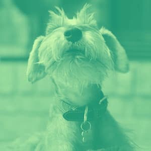 Music for Sleepy Puppy Moments - Calma Música para Perros