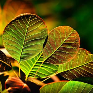 Bgm for Reiki Flow - Zen Natural Sounds