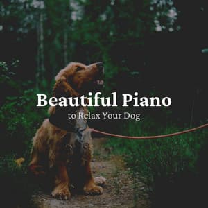 Beautiful Piano to Relax Your Dog - Calming for Dogs