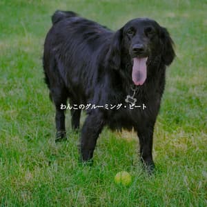 わんこのグルーミング・ビート - Thursday Morning Jazz Playlist