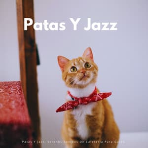 Patas Y Jazz: Serenos Sonidos De Cafetería Para Gatos - Java Jazz Cafe