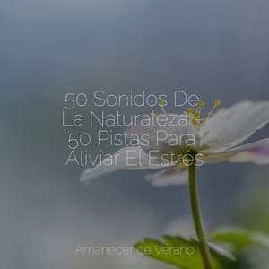 50 Sonidos De La Naturaleza - 50 Pistas Para Aliviar El Estrés - Mantra para Meditar