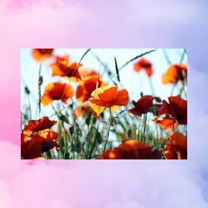 Music for Lush Acoustic - Jazz Cafe Music