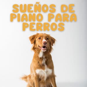Sueños De Piano Para Perros - Colección Piano Jazz