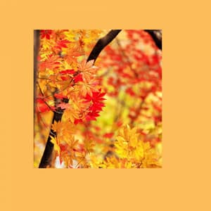 Background Music - 1 Hour Spa Music