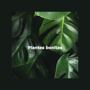 Plantas bonitas - Instrumental Chill Out Jazz