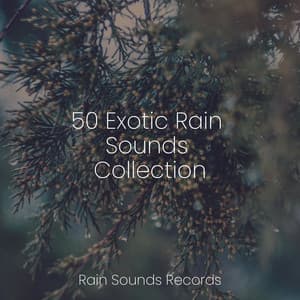 50 Exotic Rain Sounds Collection - Musica para Dormir Dream House