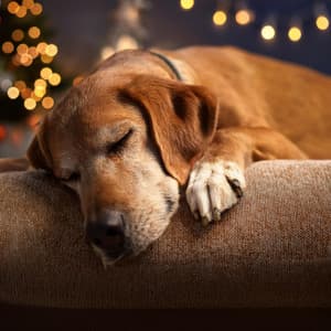 Melodías Tranquilas: Música Para Aliviar El Estrés De Las Mascotas - Escucha fácil del domingo