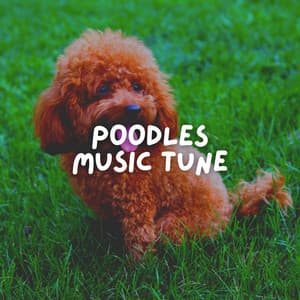 Poodles Music Tune - Dog Music