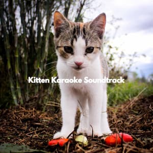 Kitten Karaoke Soundtrack - Dinner Jazz Playlist