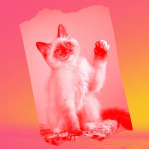 Music for Cool Kittens - Relaxing Music for Cats